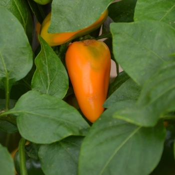 Capsicum annuum 'Snack Yellow'