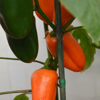 Capsicum annuum 'Snack Orange'