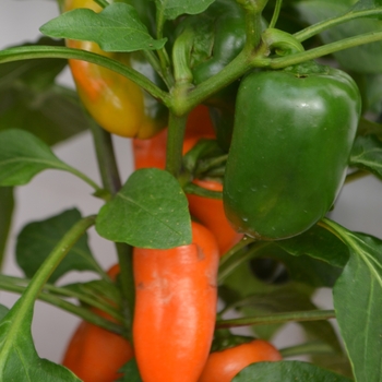 Capsicum annuum 'Snack Orange' 