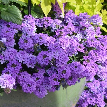 Verbena peruviana 'Blue' 