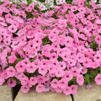 Petunia ColorRush™ Pink