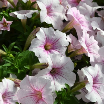 Petunia ColorRush™ Pink Vein