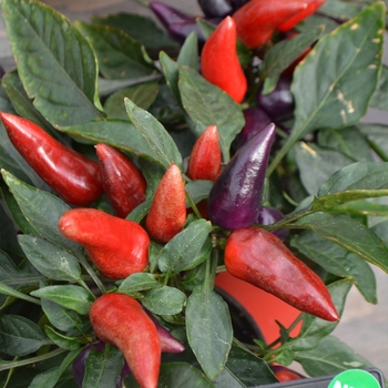 Capsicum annuum 'Wicked'