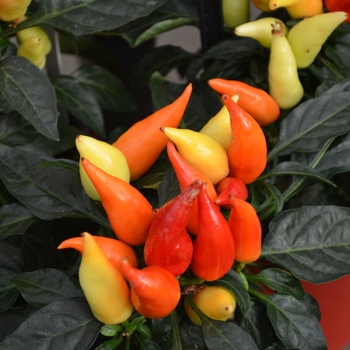 Capsicum annuum 'Blaze' 