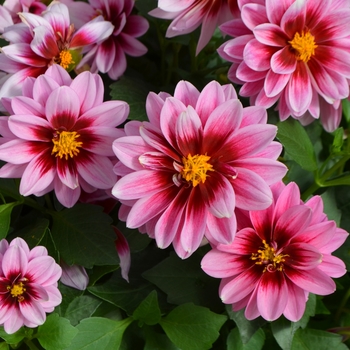 Dahlia Dalaya™ 'Yogi'