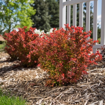 Berberis thunbergii 'BailJulia' 