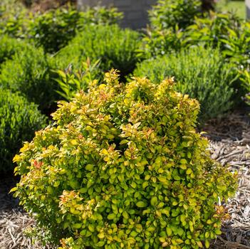 Berberis thunbergii 'BailErin' 