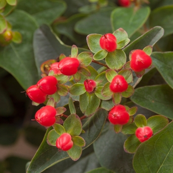 Hypericum x inodorum 'Kolmaref' 