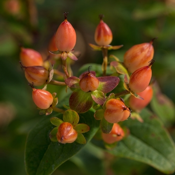 Hypericum inodorum