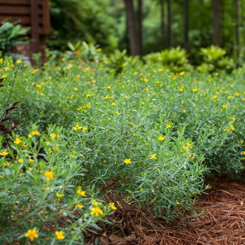 Hypericum kalmianum 'Cobalt-n-Gold™'