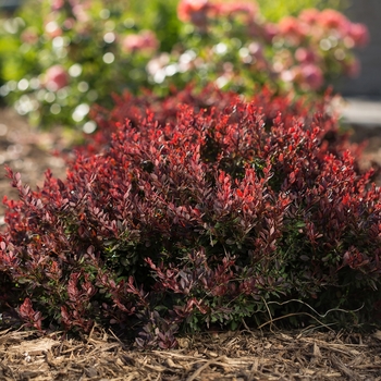 Berberis thunbergii 'BailElla' 