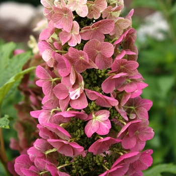 Hydrangea quercifolia 'Jetstream™'