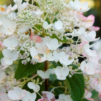 Hydrangea paniculata 'HYPMAD II' 