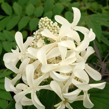 Hydrangea paniculata 'Le Vasterival' 