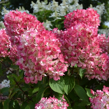 Hydrangea paniculata 'Rendia'