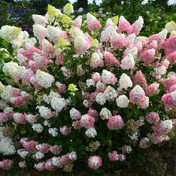 Hydrangea paniculata 'Strawberry Sundae®'