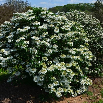 Viburnum 'Spring Lace'