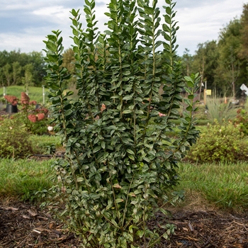 Ligustrum vulgare 'Straight Talk®'