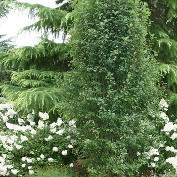 Amelanchier alnifolia 'Obelisk' 