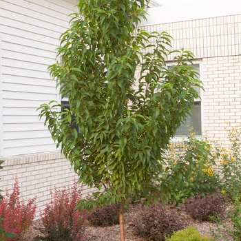 Prunus maackii 'Jefspur' 