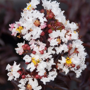 Lagerstroemia 'Moonlight Magic™'