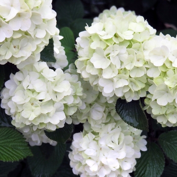 Viburnum plicatum 'Opening Day™'