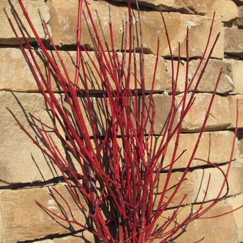 Cornus amomum 'Cayenne'