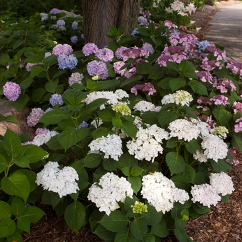 Hydrangea macrophylla 'Blushing Bride' PP17,169, CPBR 3403