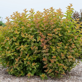 Physocarpus opulifolius 'Amber Jubilee™'