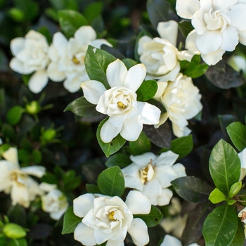 Gardenia jasminoides 'PIIGA-II' PP27,258