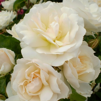 Rosa Easy Elegance® Champagne Wishes