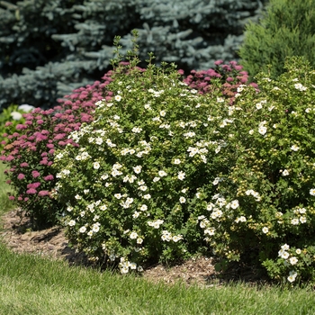 Potentilla fruticosa 'Creme Brule™'