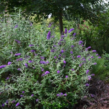 Buddleia davidii 'Groovy Grape™'