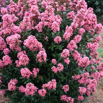 Lagerstroemia 'Coral Magic'