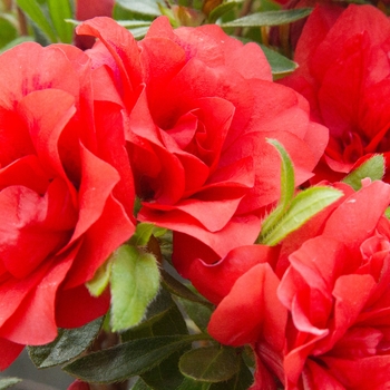 Rhododendron Evermore™ 'Orange'