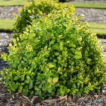 Spiraea betulifolia 'Pink Sparkler™'