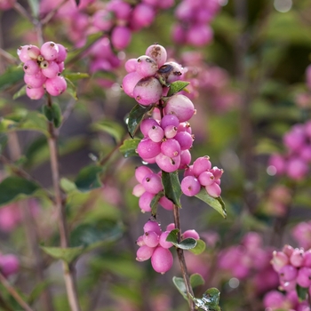 Symphoricarpos x doorenbosii 'Candy™'