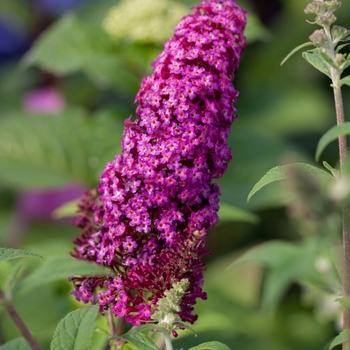 Buddleia davidii 'PIIBD-II' PP26,278