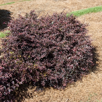 Loropetalum chinense var. rubrum 'PIILC-IV' 