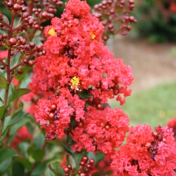 Lagerstroemia 'Ruffled Red Magic™'