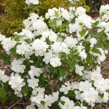 Philadelphus 'Snowwhite Fantasy' 