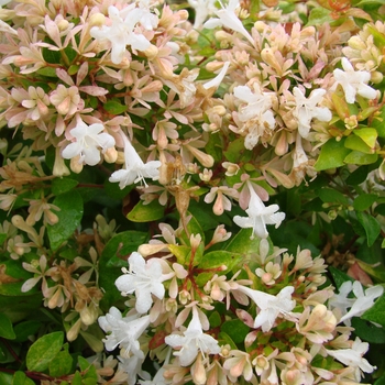 Abelia x grandiflora 'Eternal Sunshine™'