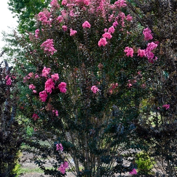 Lagerstroemia 'Twilight Magic™' 