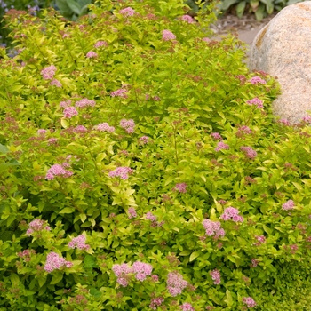 Spiraea 'Sundrop™'