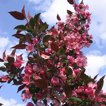 Malus x adstringens 'Durleo' PP20,167