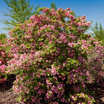 Rhododendron 'UMNAZ93' PP26,600