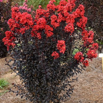 Lagerstroemia 'PIILAG-IX' PP29325