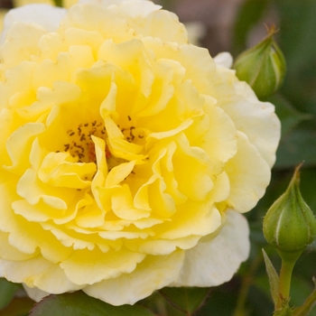 Rosa 'BAIine' PP16,659