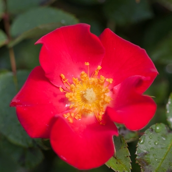 Rosa Easy Elegance® 'Screaming Neon Red™'