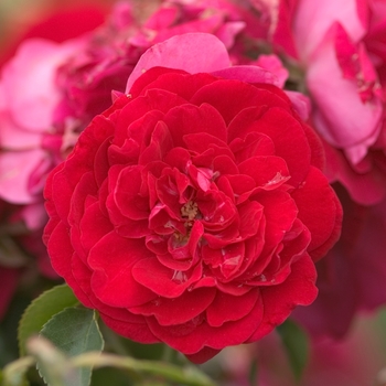 Rosa Easy Elegance® 'Paint the Town'